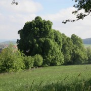 Eine beeindruckende Baumgruppe am Ortsrand von Ippinghausen