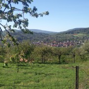 Rückblick über die Kirschblüte auf Witzenhausen