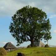 Ein landschaftsbeherrschender Baum hoch über Moldovita