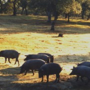 Begegnungen besonderer Art: Schweineherde