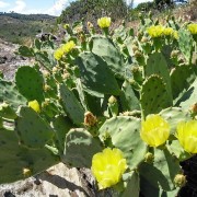 Gelber Kaktus im Prc de Creus