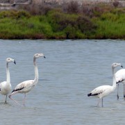 Flamingos im Naturschutzgebiet der Salinen