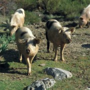 Schweine auf der Suche nach Eßkastanien