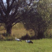 Ein Storchenpaar auf einer Wiese