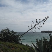 Küstenpfad vor Santa Cruz
