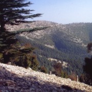 Zedern und Laubbäume in Höhen um 1000 m