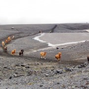 Islandpferde in der Lavawüste Emstrur