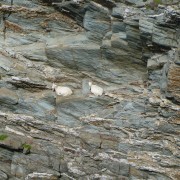 Kaschmir-Ziegen auf den Felsen von Rhoscolyn Head