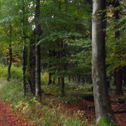 Märchenhaft im Thüringer Wald