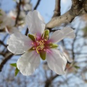 Mandelblüte in Kallithea